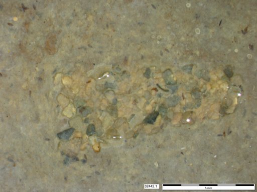 Genus sp