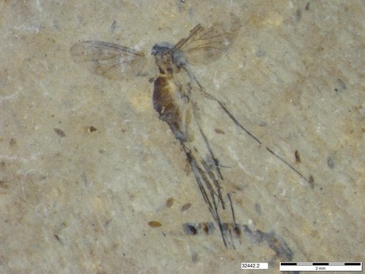 Mycetophilidae