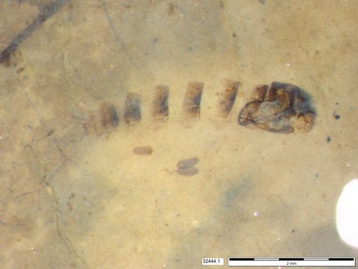 Genus sp