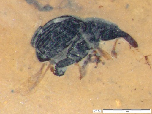 Genus sp