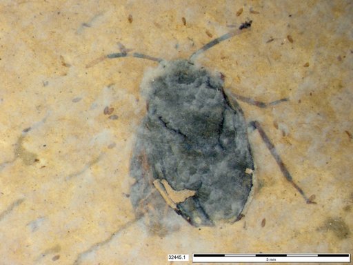 Genus sp