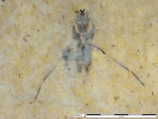 Notonectidae