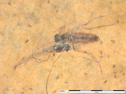 Diptera