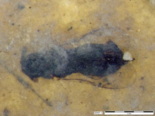 Genus sp