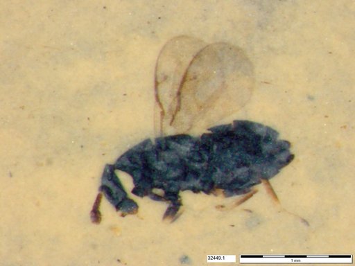 Genus sp