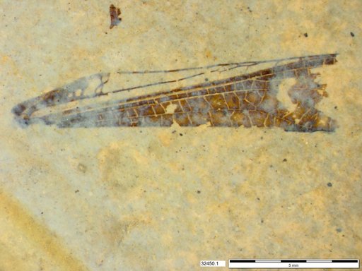 Genus sp