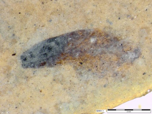 Tracheophyta