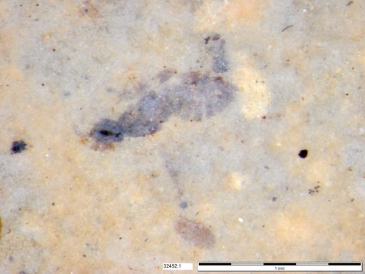 Genus sp