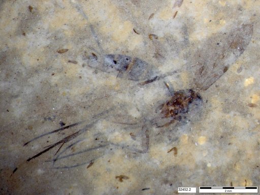 Mycetophilidae