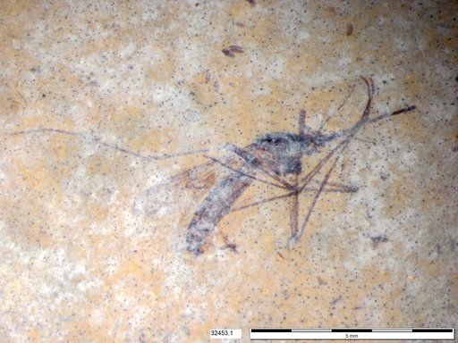 Genus sp