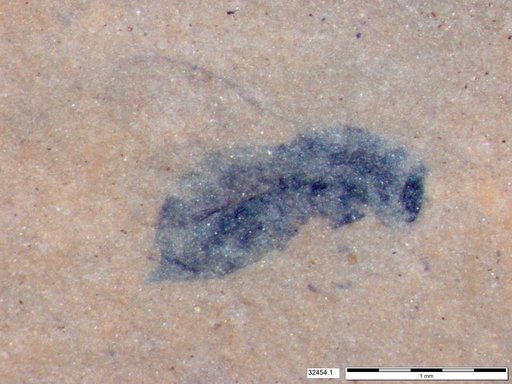 Genus sp