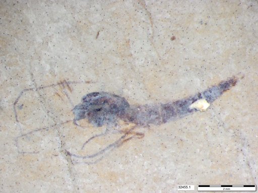 Genus sp