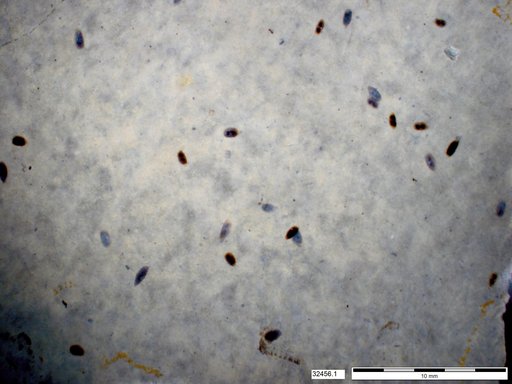 Daphniidae