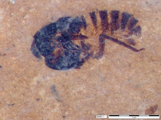 Diptera