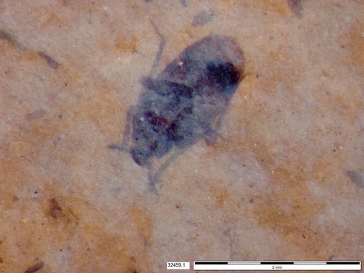 Genus sp