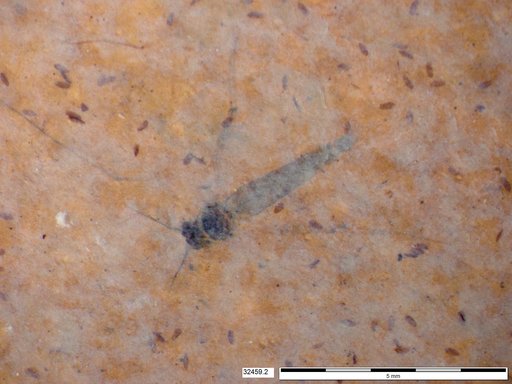 Genus sp