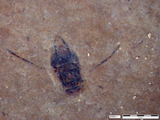 Corixidae