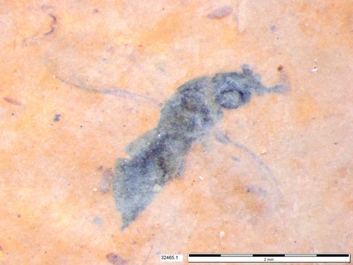 Genus sp