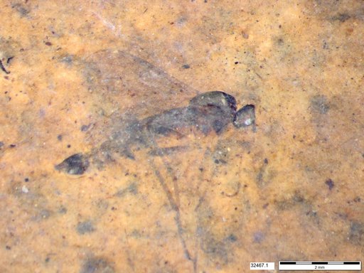 Diptera