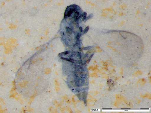 Genus sp