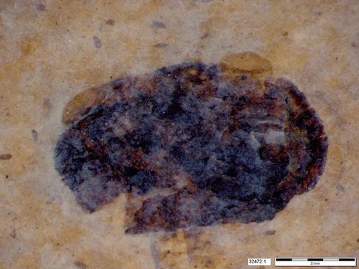 Genus sp
