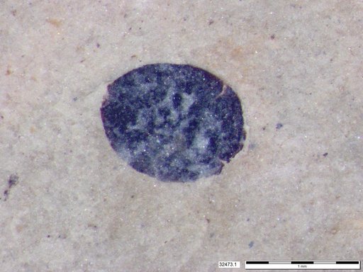 Tracheophyta