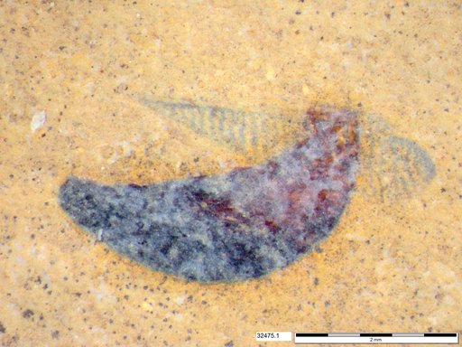 Tracheophyta
