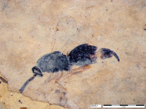Proctotrupidae
