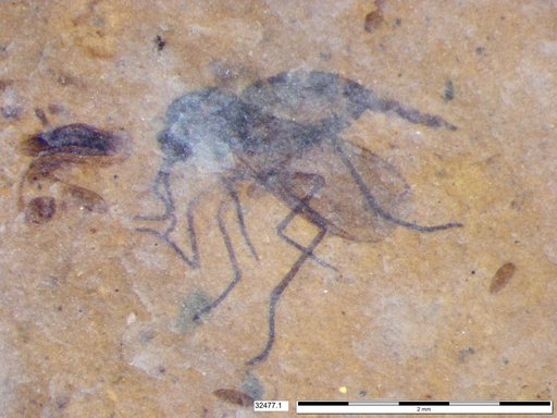 Diptera