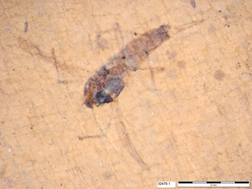 Diptera