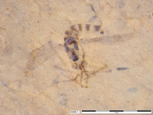 Chaoboridae