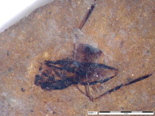 Notonectidae