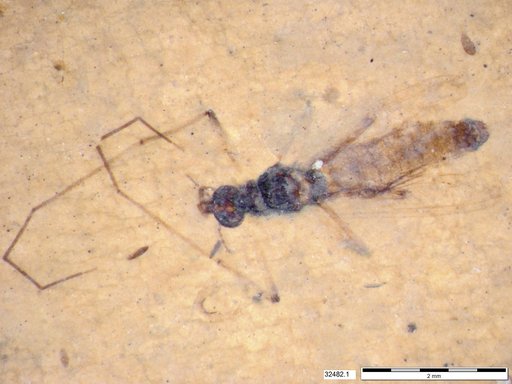 Diptera