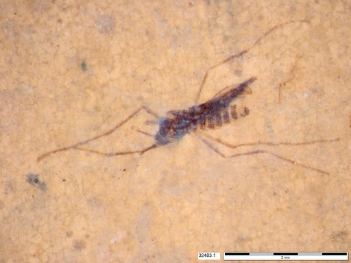 Diptera
