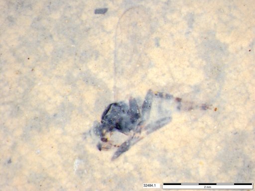 Diptera
