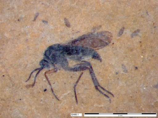 Diptera
