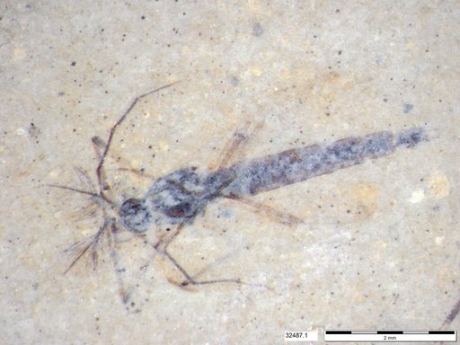 Genus sp