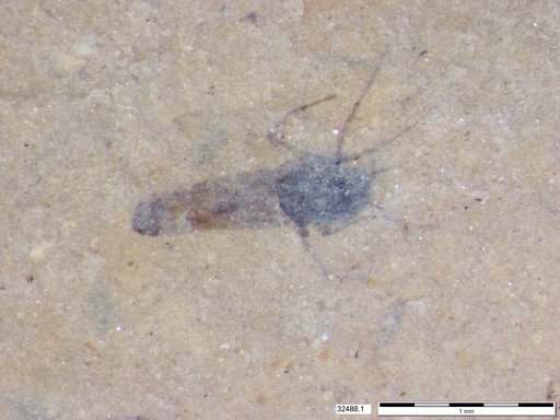 Diptera