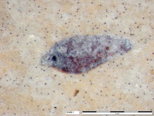 Tracheophyta