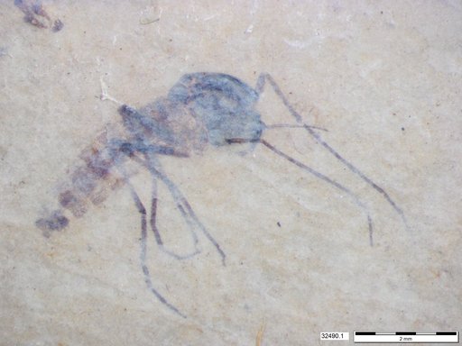 Diptera