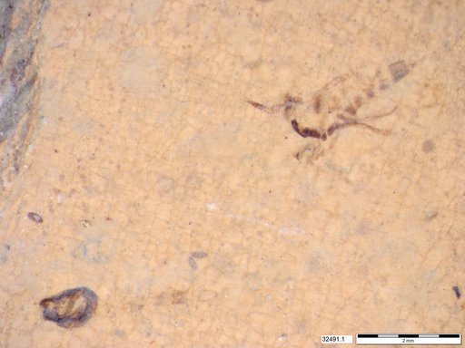 Chaoboridae