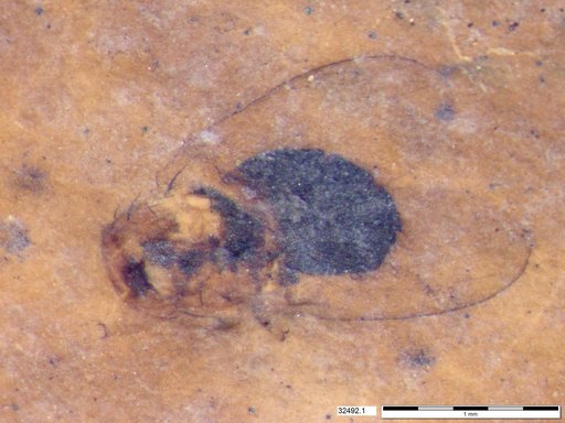 Diptera