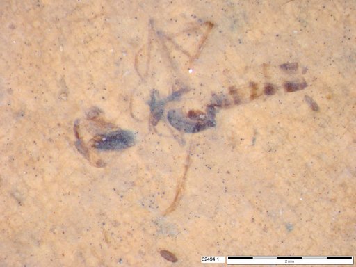 Chaoboridae