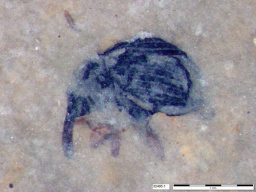 Genus sp