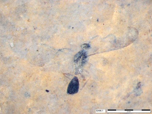 Diapriidae