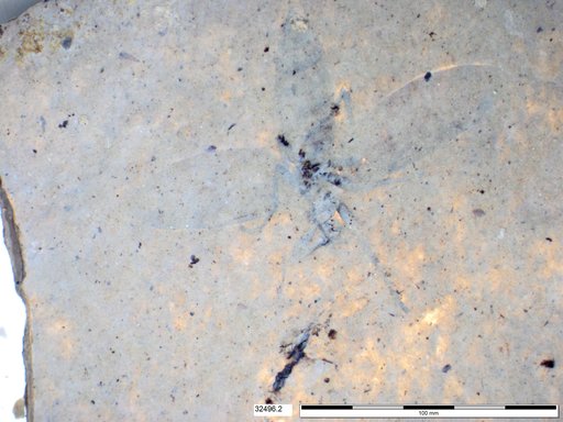 Genus sp