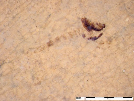 Chaoboridae