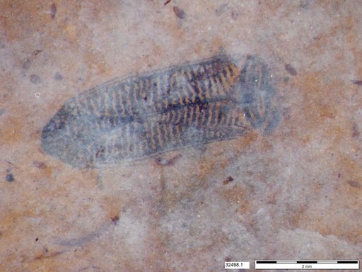 Corixidae