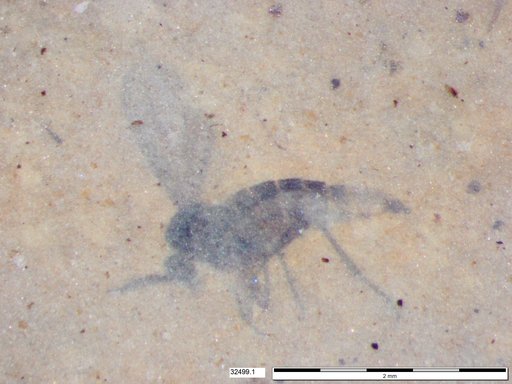 Sciaridae