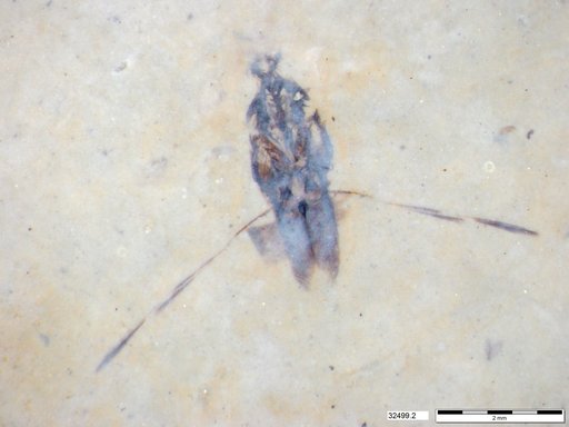 Notonectidae